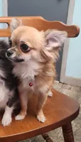 Benji, a male Chihuahua for sale in Central, PA – 4 of 5