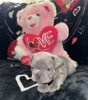 No name READY VALENTINES DAY!, a female French Bulldog for sale in Clermont, FL – Photo 5 of 5