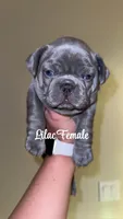 No name READY VALENTINES DAY!, a female French Bulldog for sale in Clermont, FL – Photo 2 of 5
