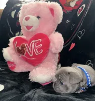 No Name READY VALENTINES DAY!, a male French Bulldog for sale in Clermont, FL – Photo 3 of 4