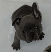 No Name READY VALENTINES DAY!, a male French Bulldog for sale in Clermont, FL – Photo 1 of 4