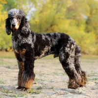 Jäger, a male Poodle - Standard  for sale in Mead, CO – Photo 2 of 7