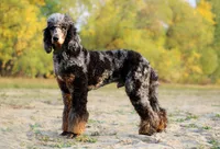 Jäger, a male Poodle - Standard  for sale in Mead, CO – Photo 2 of 7