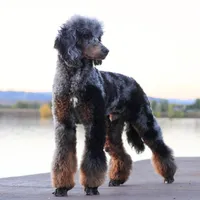 Jäger, a male Poodle - Standard  for sale in Mead, CO – Photo 6 of 7