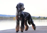 Jäger, a male Poodle - Standard  for sale in Mead, CO – Photo 6 of 7