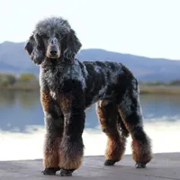 Jäger, a male Poodle - Standard  for sale in Mead, CO – Photo 5 of 7