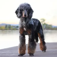 Jäger, a male Poodle - Standard  for sale in Mead, CO – Photo 3 of 7