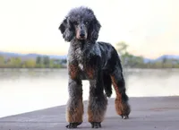 Jäger, a male Poodle - Standard  for sale in Mead, CO – Photo 3 of 7