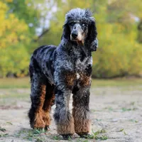 Jäger, a male Poodle - Standard  for sale in Mead, CO – Photo 4 of 7