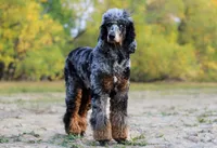 Jäger, a male Poodle - Standard  for sale in Mead, CO – Photo 4 of 7