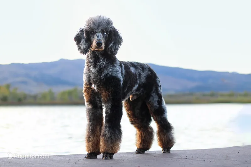Jäger, a male Poodle - Standard  for sale in Mead, CO – Photo 1 of 7