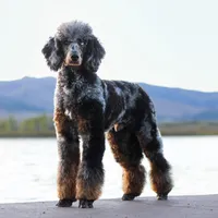 Jäger, a male Poodle - Standard  for sale in Mead, CO – Photo 1 of 7