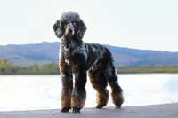 Jäger, a male Poodle - Standard  for sale in Mead, CO – Photo 1 of 7