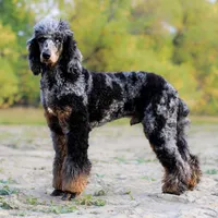 Jäger, a male Poodle - Standard  for sale in Mead, CO – Photo 7 of 7