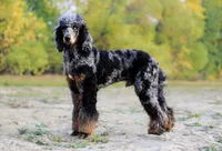 Jäger, a male Poodle - Standard  for sale in Mead, CO – Photo 7 of 7