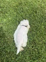 Almond, a female Miniature Schnauzer for sale in Des Moines, IA – 8 of 9