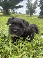 Muffin, a female Miniature Schnauzer for sale in Des Moines, IA – 5 of 10