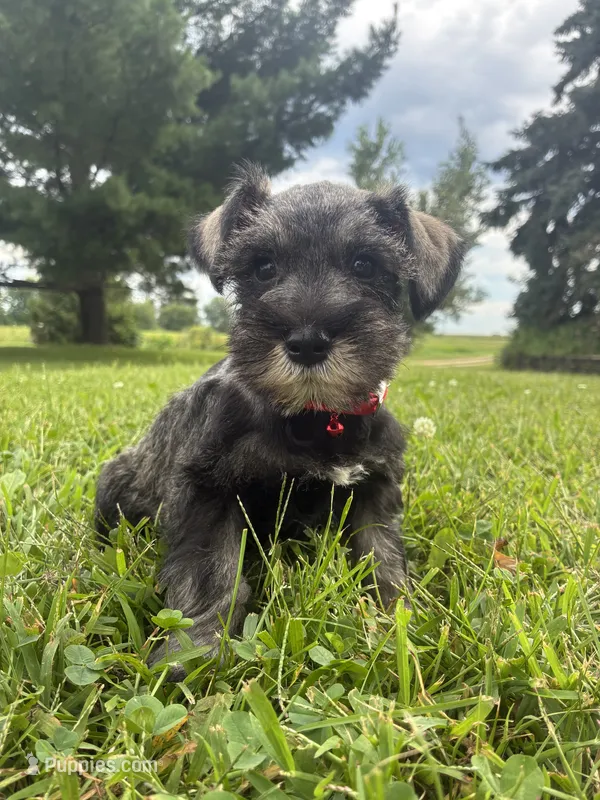 Bagel – Miniature Schnauzer puppy for sale in Des Moines, IA