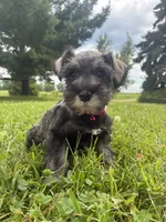 Bagel, a male Miniature Schnauzer for sale in Des Moines, IA – 10 of 10