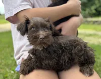Violet, a female Miniature Schnauzer for sale in Waterloo, IA – 4 of 10