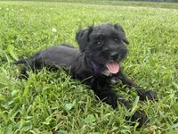 Muffin, a female Miniature Schnauzer for sale in Des Moines, IA – 7 of 10