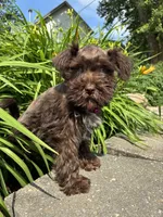 Jewel, a female Miniature Schnauzer for sale in Waterloo, IA – 10 of 10