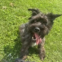 Homer, a male Miniature Schnauzer for sale in Waterloo, IA – 10 of 10