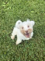 Almond, a female Miniature Schnauzer for sale in Des Moines, IA – 2 of 9