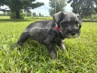 Bagel, a male Miniature Schnauzer for sale in Des Moines, IA – 7 of 10