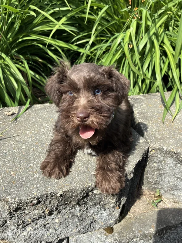 Violet – Miniature Schnauzer puppy for sale in Waterloo, IA