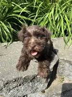 Violet, a female Miniature Schnauzer for sale in Waterloo, IA – 1 of 10