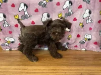 Dove, a female Miniature Schnauzer for sale in Waterloo, IA – Photo 6 of 8