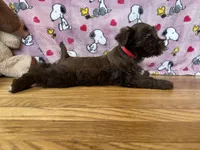 Dove, a female Miniature Schnauzer for sale in Waterloo, IA – Photo 4 of 8