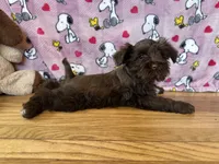 Dove, a female Miniature Schnauzer for sale in Waterloo, IA – Photo 5 of 8