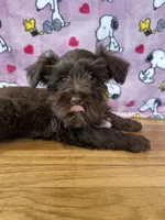 Dove, a female Miniature Schnauzer for sale in Waterloo, IA – Photo 2 of 8