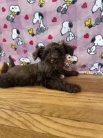 Dove, a female Miniature Schnauzer for sale in Waterloo, IA – Photo 8 of 8