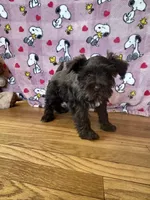 Dove, a female Miniature Schnauzer for sale in Waterloo, IA – Photo 3 of 8
