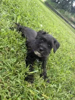 Muffin, a female Miniature Schnauzer for sale in Des Moines, IA – 9 of 10