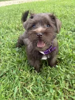 Caramel, a female Miniature Schnauzer for sale in Des Moines, IA – 6 of 10