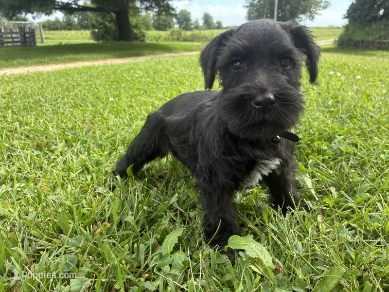 Biscuit – Miniature Schnauzer puppy for sale in Des Moines, IA