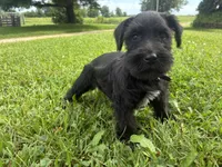 Biscuit, a male Miniature Schnauzer for sale in Des Moines, IA – 1 of 10