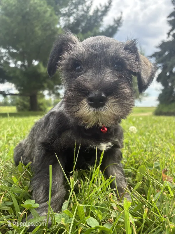 Bagel – Miniature Schnauzer puppy for sale in Des Moines, IA