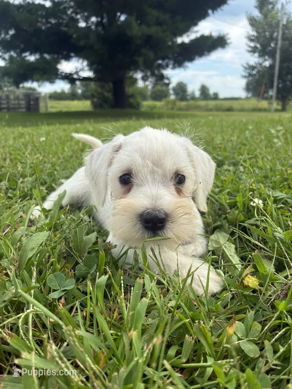 Nugget – Miniature Schnauzer puppy for sale in Des Moines, IA