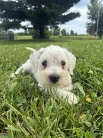 Nugget, a female Miniature Schnauzer for sale in Des Moines, IA – 1 of 10