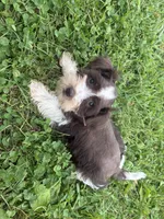 Truffle, a female Miniature Schnauzer for sale in Des Moines, IA – 8 of 9