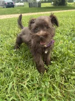 Caramel, a female Miniature Schnauzer for sale in Des Moines, IA – 10 of 10
