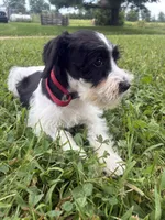 Oreo, a male Miniature Schnauzer for sale in Des Moines, IA – 9 of 9