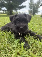 Snickers, a female Miniature Schnauzer for sale in Des Moines, IA – 8 of 10