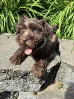 Violet, a female Miniature Schnauzer for sale in Waterloo, IA – 2 of 10