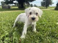 Nugget, a female Miniature Schnauzer for sale in Des Moines, IA – 6 of 10